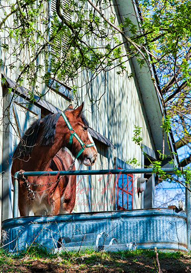 Carriage horse
